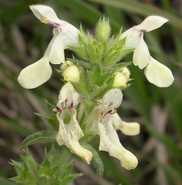 Stachys recta / Stregona gialla